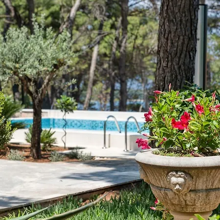 Tamar Jelsa (Hvar)